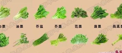 常见绿叶菜大全带图（绿叶菜品种大全及名称）