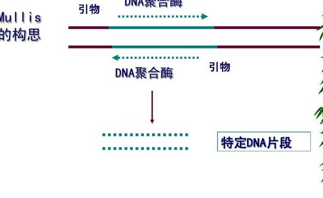 引物是什么（dna复制的引物是什么）