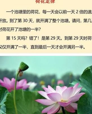 荷花定律是什么意思（荷花定律有什么寓意）