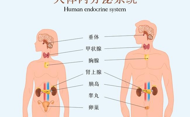 系统结构图（内分泌系统结构图）