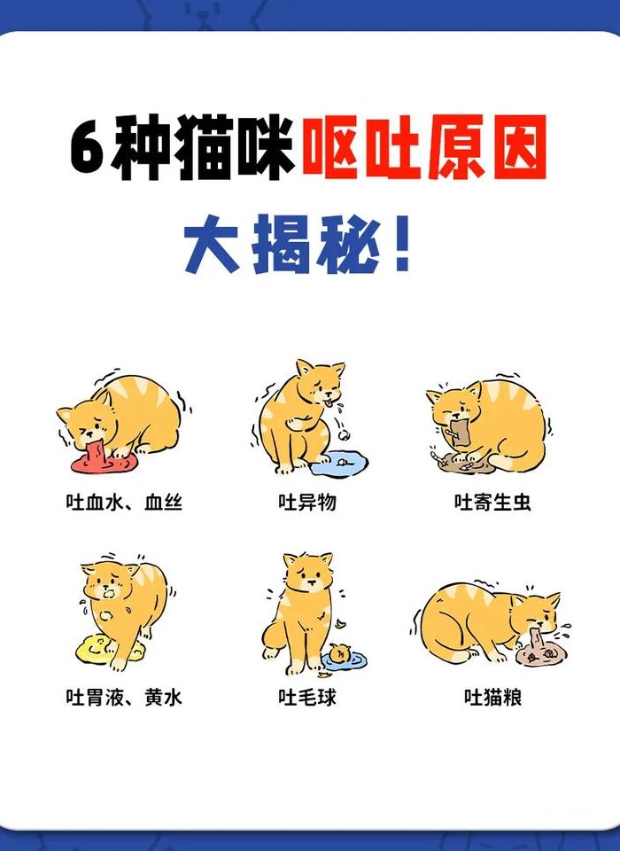 猫反胃呕吐是什么原因（猫反胃想吐怎么办）