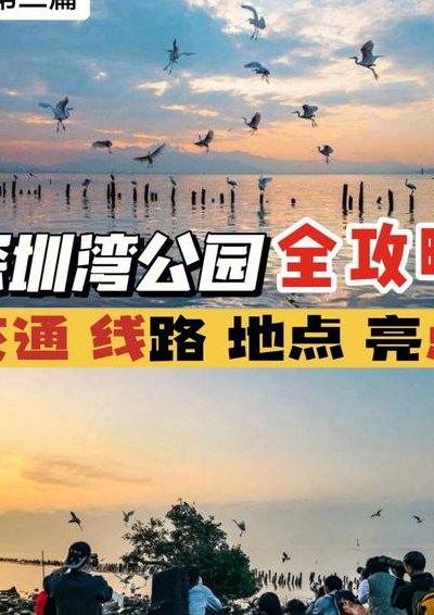 深圳湾公园怎么坐地铁（黄贝岭到深圳湾公园怎么坐地铁）