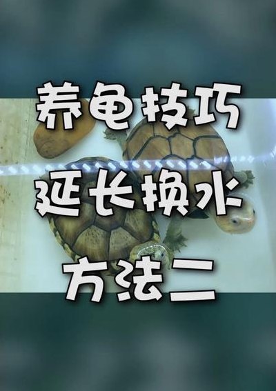 小乌龟怎么养放多少水（家养小乌龟放多少水）