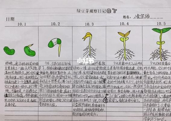 种子发芽（种子发芽的温度是多少度）