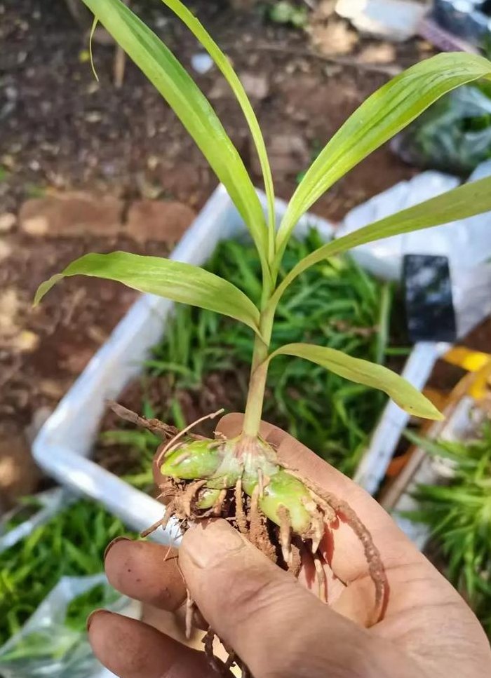 白芨的种植前景（白芨种植条件和注意事项）