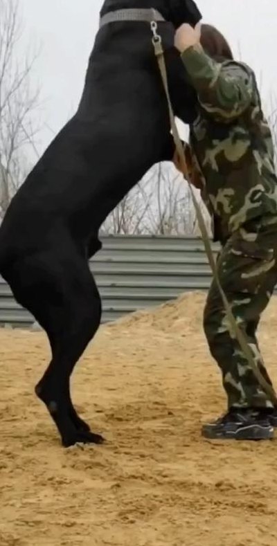 为什么喂黑狼犬的人少（为什么喂黑狼犬的人少了）