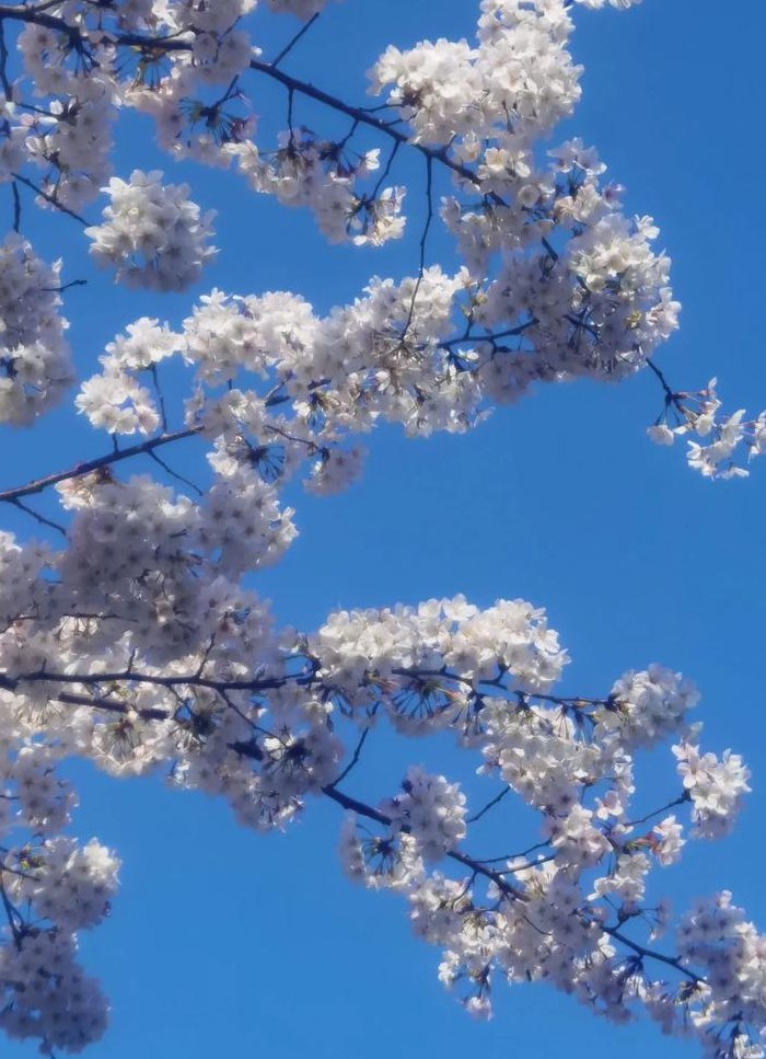 樱花是什么颜色（樱花是什么颜色是白的还是粉的）