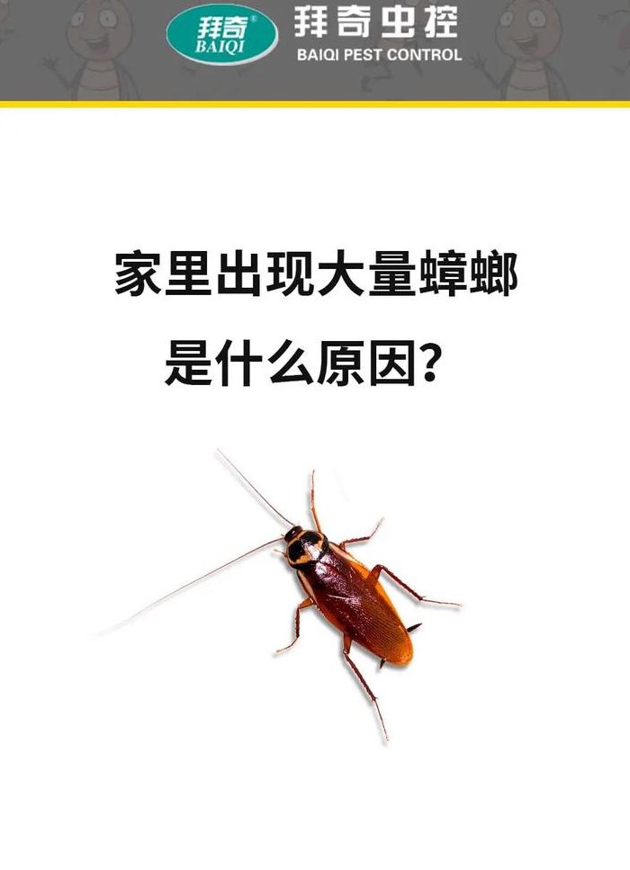 为什么有蟑螂（房间为什么有蟑螂）