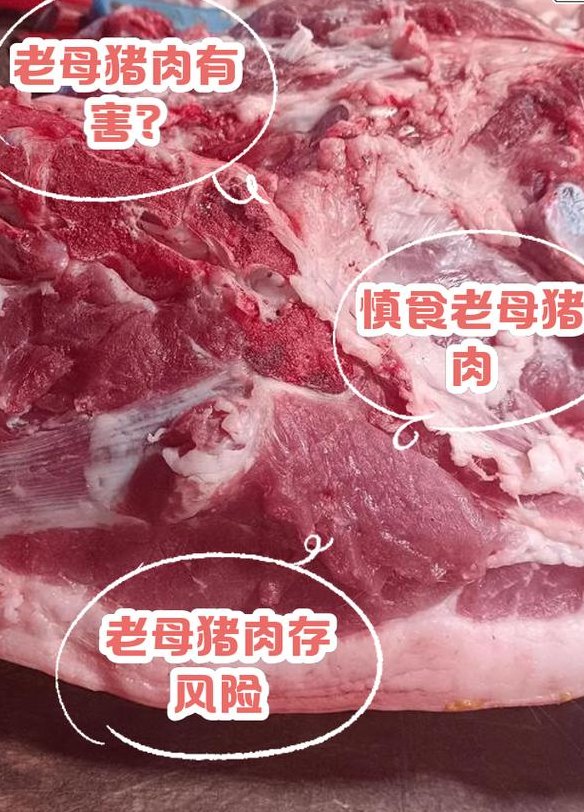 老母猪肉能吃吗（老母猪肉能吃吗有什么不好的地方）