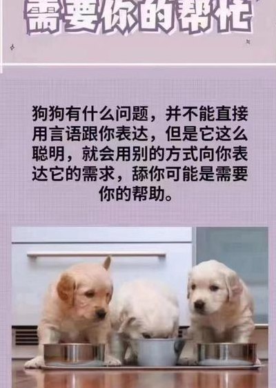 铲屎官什么意思（铲屎官 什么意思）