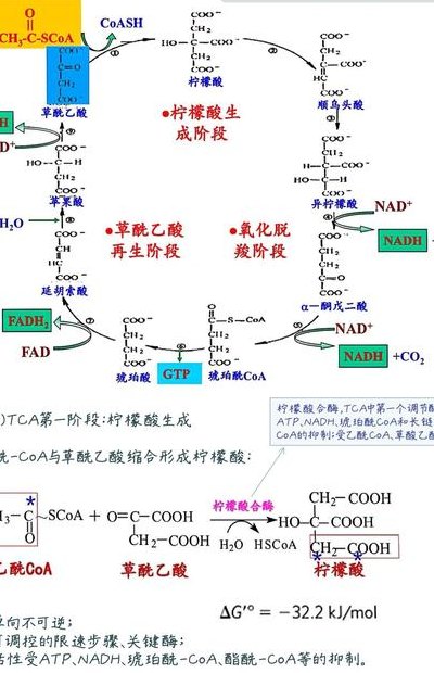 柠檬酸循环（柠檬酸循环过程）