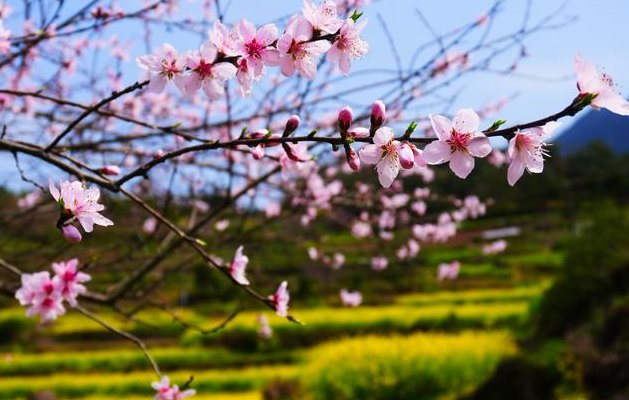 春天桃花开了（春天桃花开了夏天怎么了）