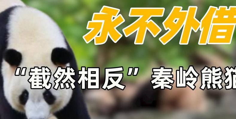 大熊猫为什么是国宝（大熊猫为什么是国宝三年级下册）