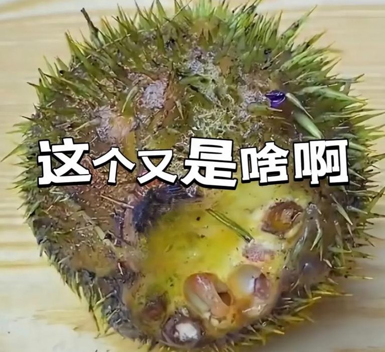 刺猬可以吃吗（刺猬可以吃吗?怎样吃?）