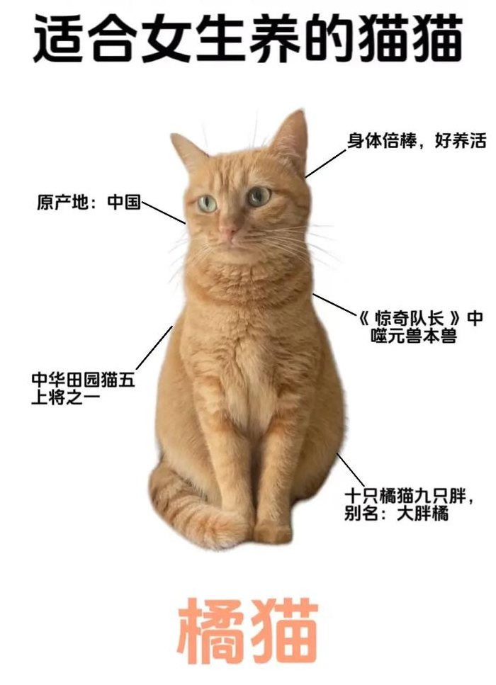 橘猫为什么容易胖（橘猫为什么都是公的）