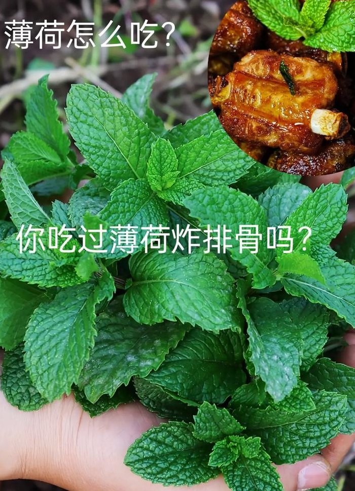 新鲜薄荷叶怎么吃（新鲜薄荷叶怎么吃法）