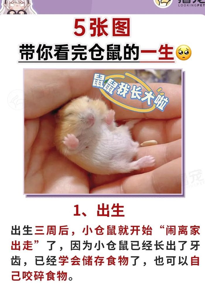 仓鼠死了一夜能救活吗（仓鼠死了一夜能救活吗）