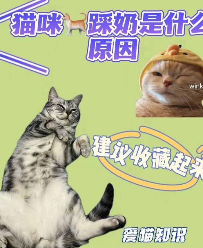 猫咪踩奶是什么意思（猫咪踩奶是什么动作）