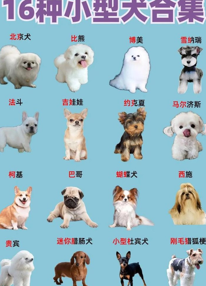 小型狗品种（小型犬品种大全图片）