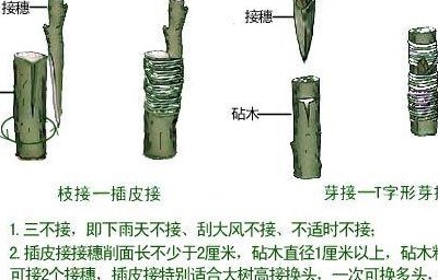 桂花用什么树嫁接（桂花嫁接方法图解）