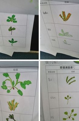 野菜图片大全及名字图库（野菜图片大全大图简笔画）