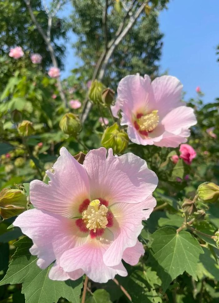 成都的市花（成都的市花芙蓉花）