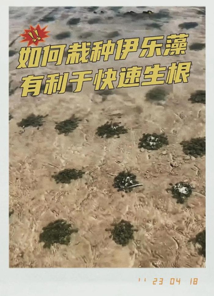 伊乐藻种植方法（伊乐藻种植方法和技术）