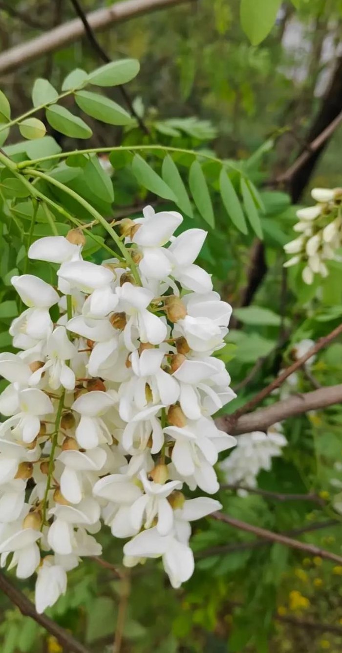 槐花什么时候开花（槐花什么时候开花季节）