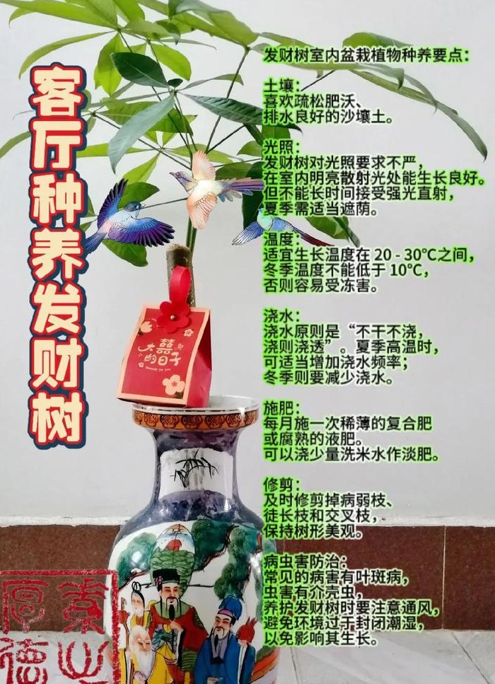 摇钱树怎么养（冬天摇钱树怎么养）