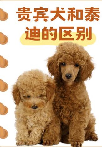 贵宾犬和泰迪哪个值钱（贵宾狗跟泰迪狗哪个贵一点）