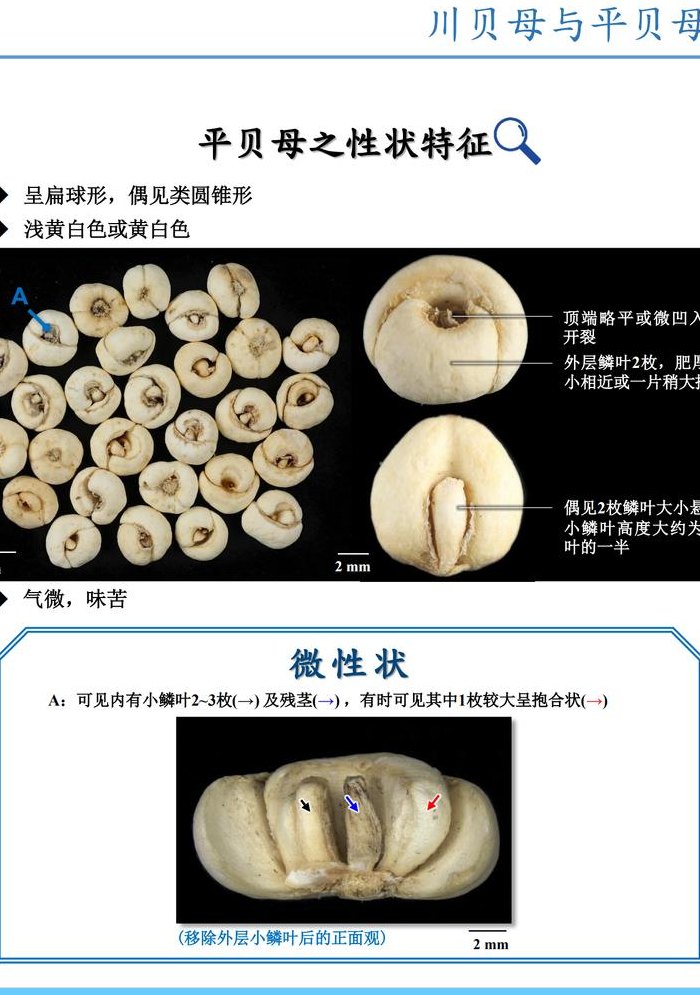 川贝图片（川贝图片识别）