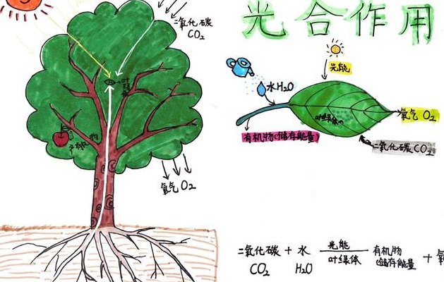 植物的光合作用（植物的光合作用和呼吸作用）