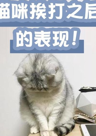 猫咪挨打后认错表现（打一次猫多久会原谅你）