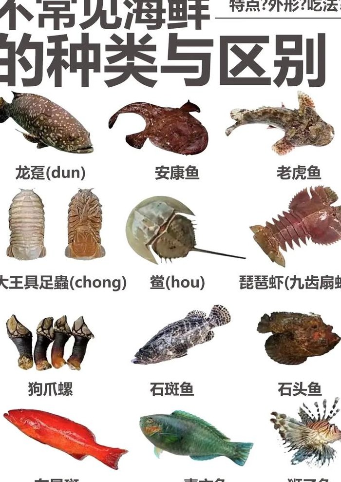 小海鲜品种（常见海鲜种类名称图片）