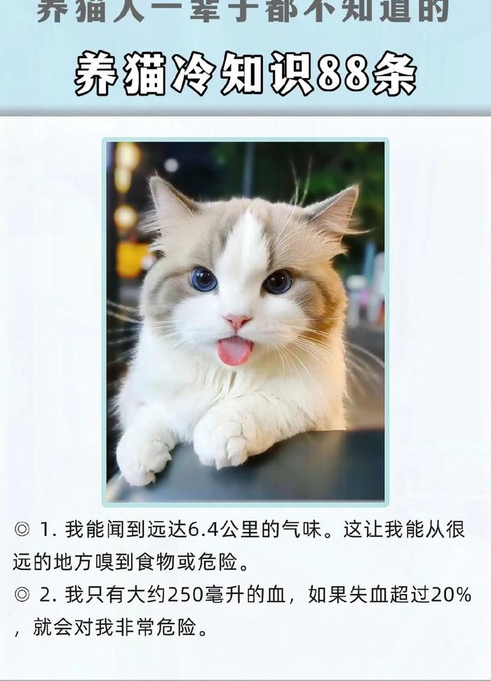 猫舔你的手代表什么（猫舔我的手是什么原因）