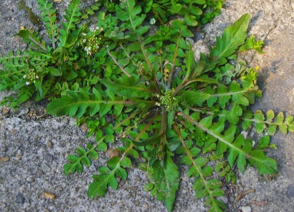 荠菜是什么菜（荠菜是什么菜别名是什么）