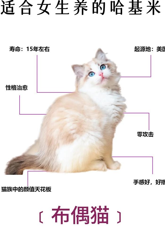 布偶猫只认一个主人吗（布偶会认几个主人）