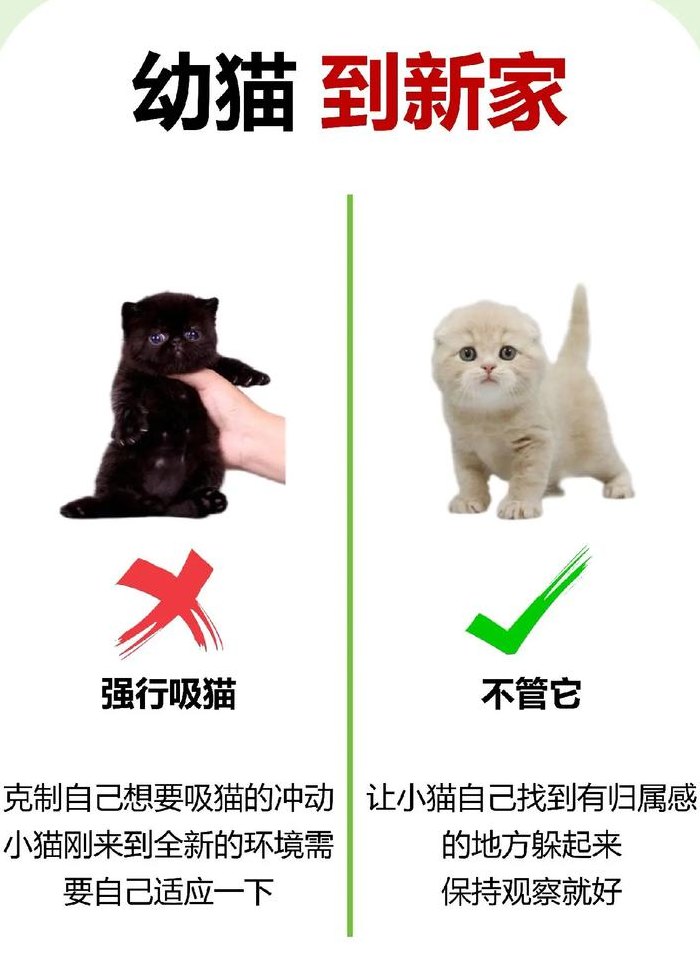 小猫一直叫（新到家的小猫一直叫）