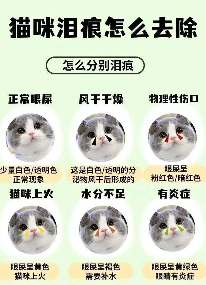 猫眼睛流泪（猫眼睛流泪的治疗方法）