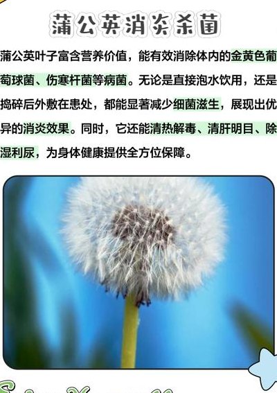 蒲公英采摘的最佳时间（四种人不能喝蒲公英）