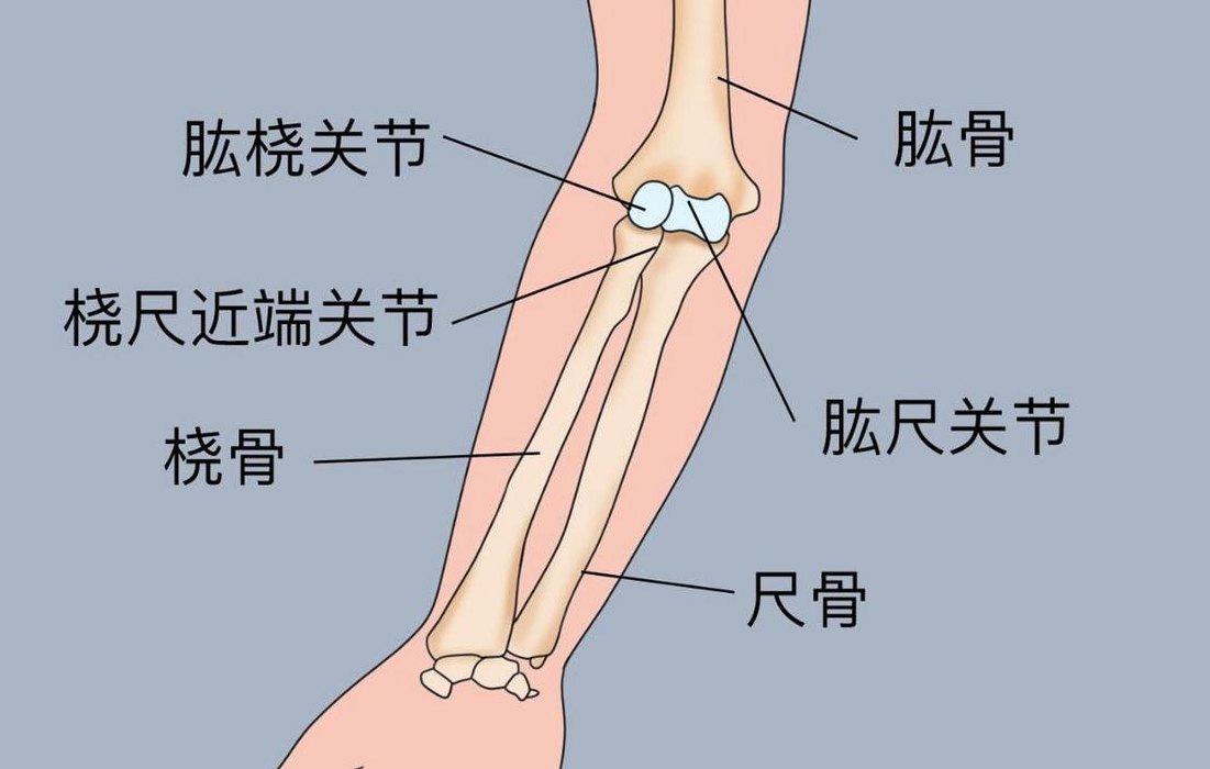 肘子是哪个部位（肘子是哪个部位图片）