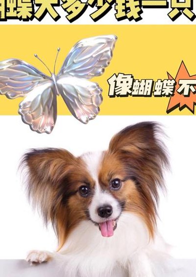 蝴蝶犬好养吗（蝴蝶犬长什么样子图片）