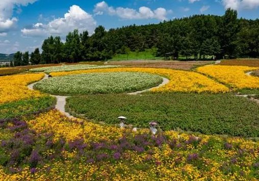 六鼎山花海（六鼎山花海在哪）