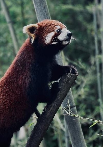 熊猫属于什么科（熊猫属于什么科什么目什么门什么类）