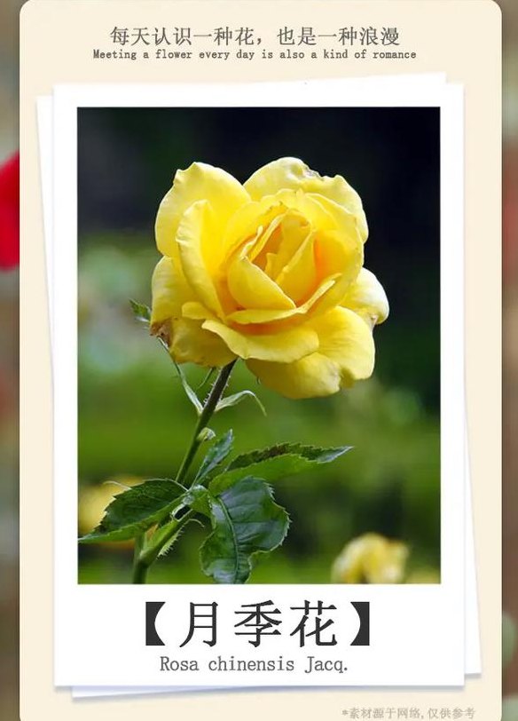 月季花语是什么（月季花语是什么象征着什么）