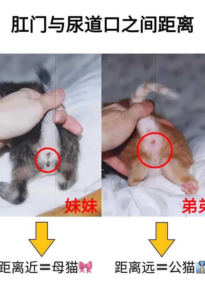 怎么判断母猫生完了（怎么判断母猫生完了猫咪多久开眼）