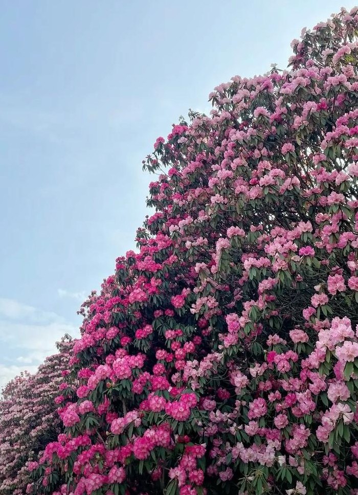 杜鹃花的颜色（杜鹃花的颜色和开放季节）