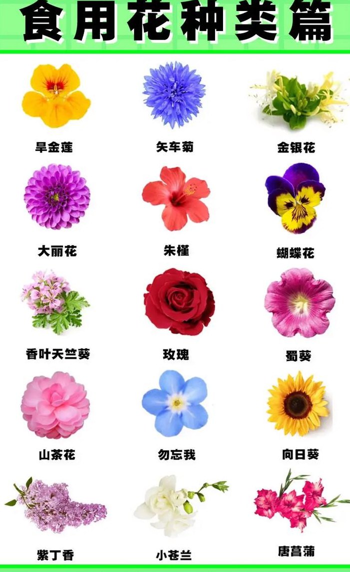 可以吃的花（可以吃的花有哪些图片）