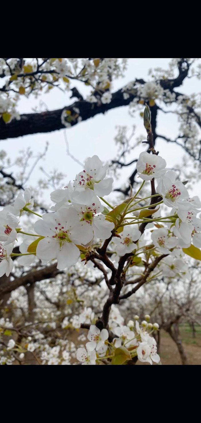 梨花什么时候开花（梨花什么季节开放）