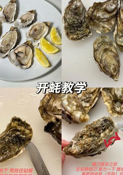 生蚝怎么打开（生蚝怎么打开壳视频）